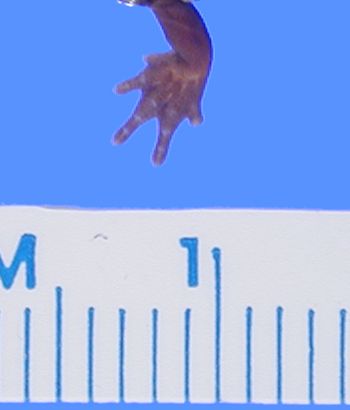Media type: image; Herpetology A-17366